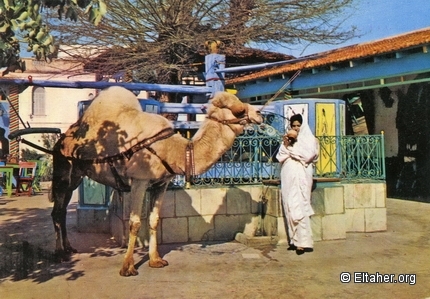 Memorabilia - 1960s - Safsaf coffee shop at La Marsa